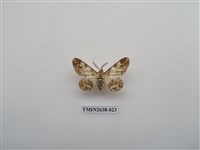 藏品(尺蛾165)的圖片